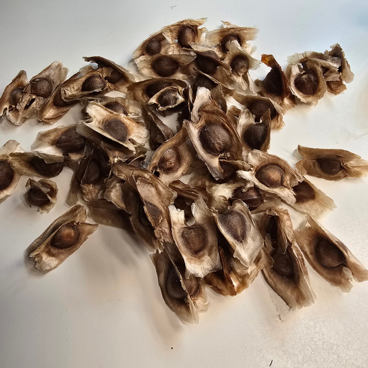 Moringa Seeds - Drumstick Tree - 10 seeds