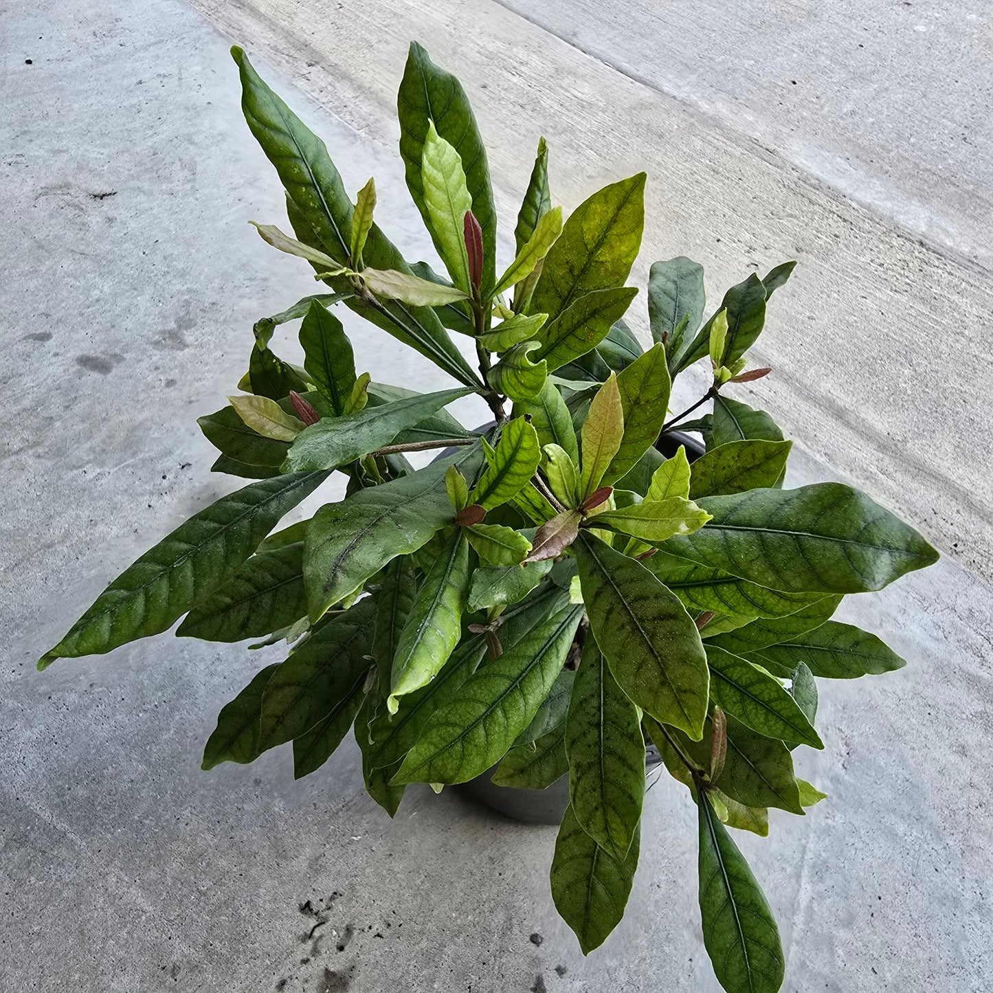 Miracle Fruit Live Plant- 1 gallon pot (synsepalum dulcificum)