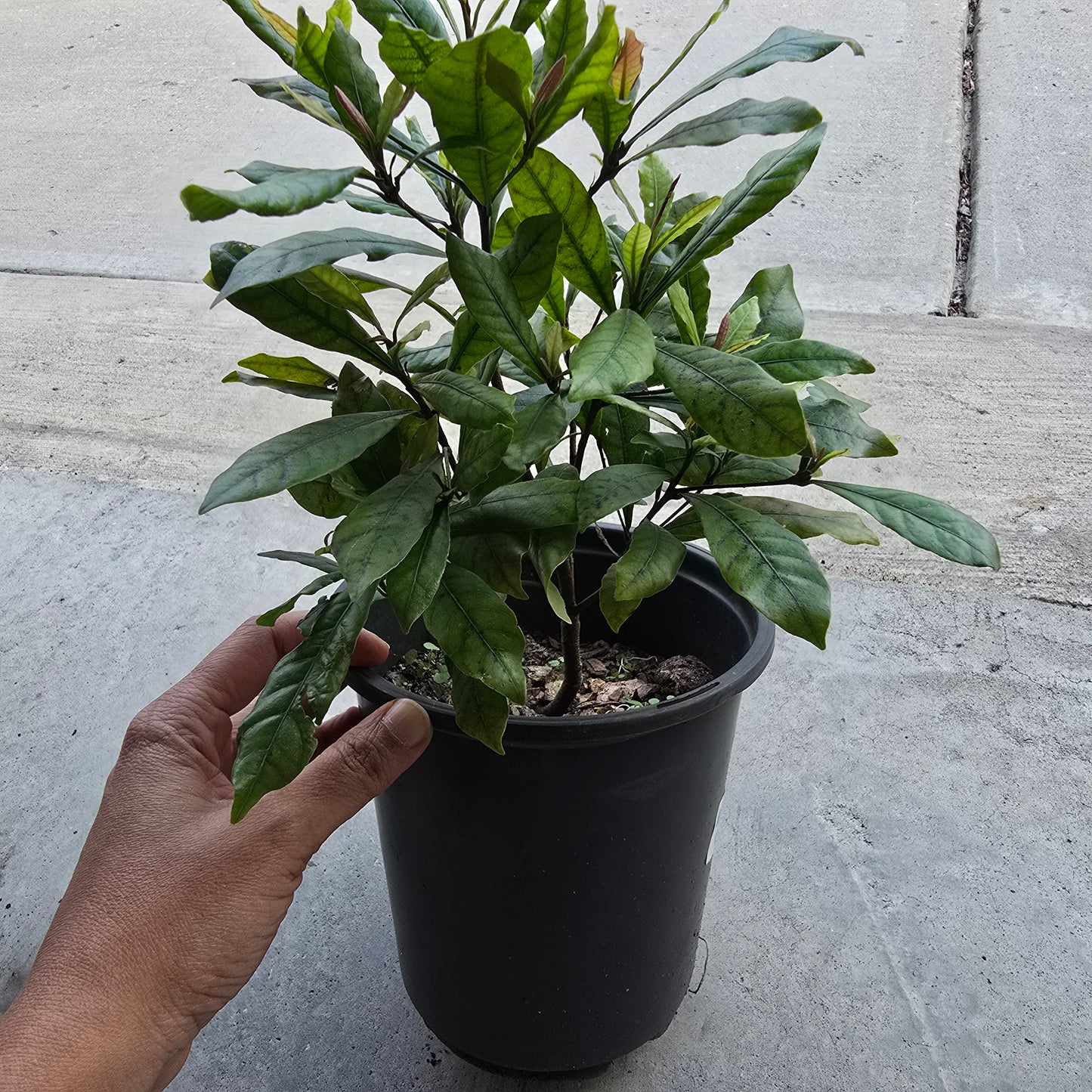 Miracle Fruit Live Plant- 1 gallon pot (synsepalum dulcificum)
