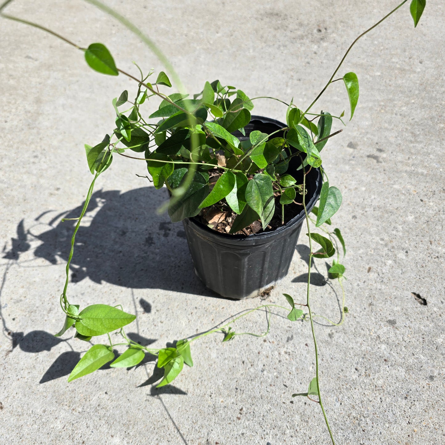 Glass Jelly Vine- 1 gallon pot