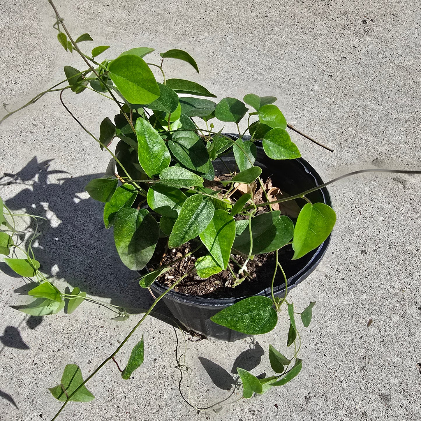 Glass Jelly Vine- 1 gallon pot