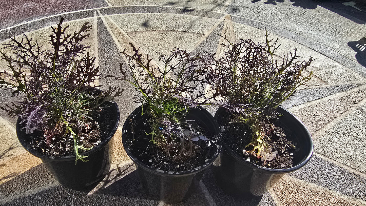Mizuana Red Streaks Mustard Plant - 5" pot