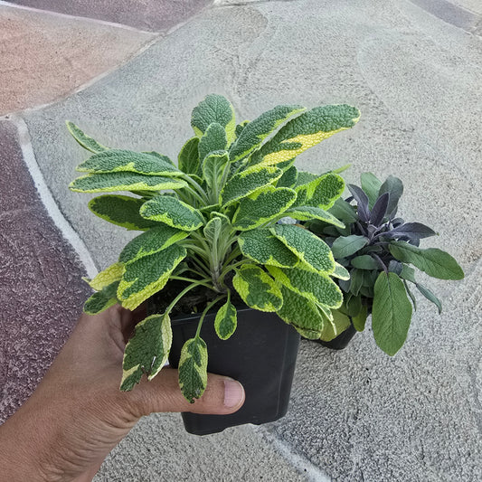 Organic Golden Sage
