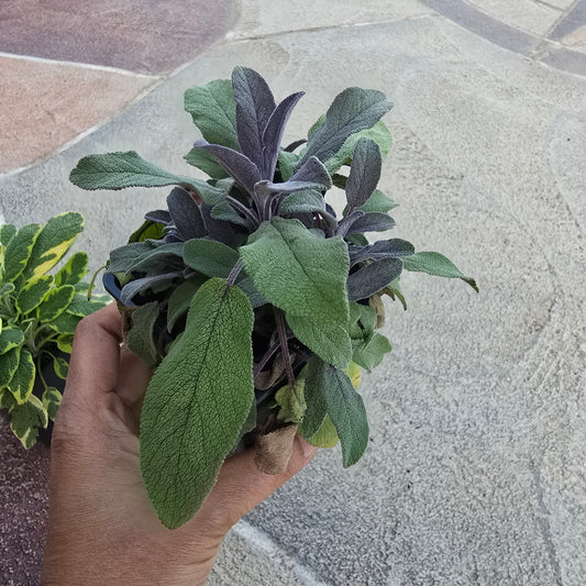 Organic Purple Sage