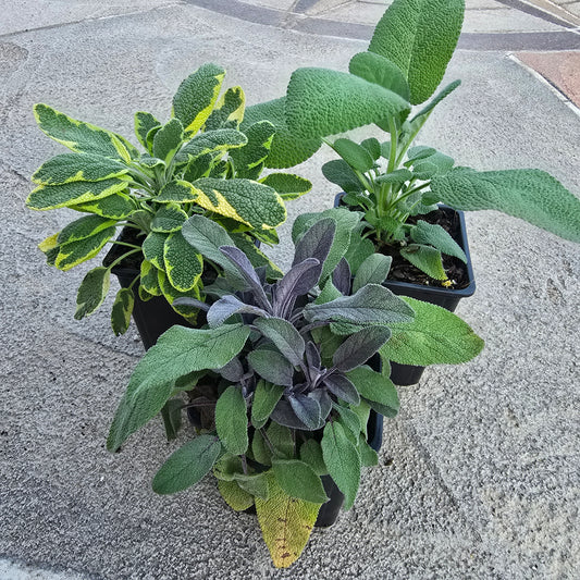 Organic Sage- 3pk -  Variety Pack (Purple Sage, Golden Sage, Berggarten Sage)