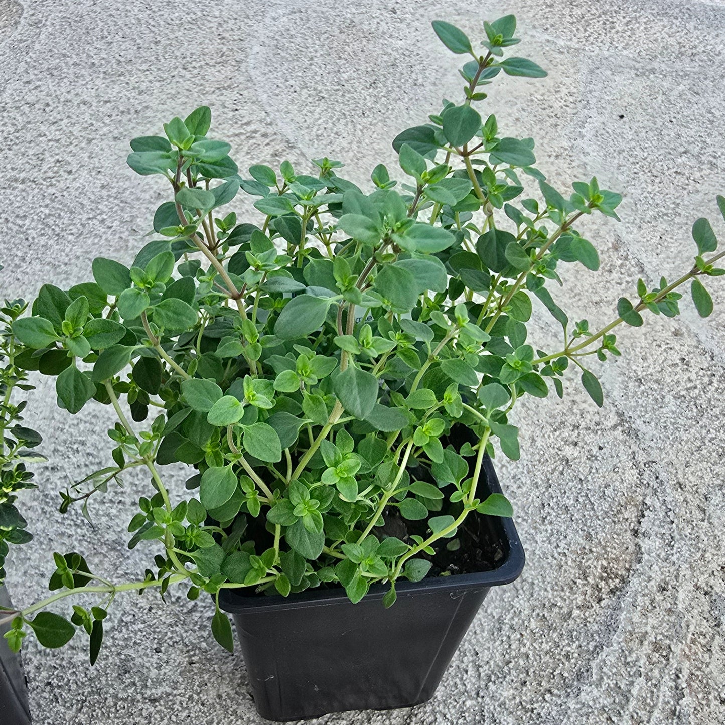 Organic Lemon Thyme