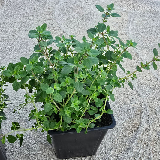 Organic Lemon Thyme
