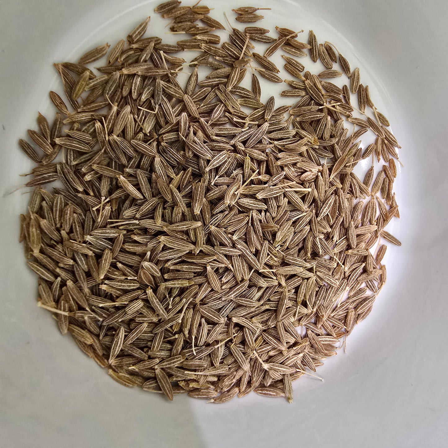 Cumin Herb- 100 seeds for Planting