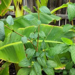Egyptian Spinach Seeds (200)-  Corchorus olitorius,  Jute Mallow, Molokia Ewedu, Koshta, Bush Okra, Saluyot