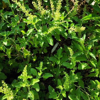 SEEDS 100- Holy Basil/ Ocimum tenuiflorum-(Year- 2023)