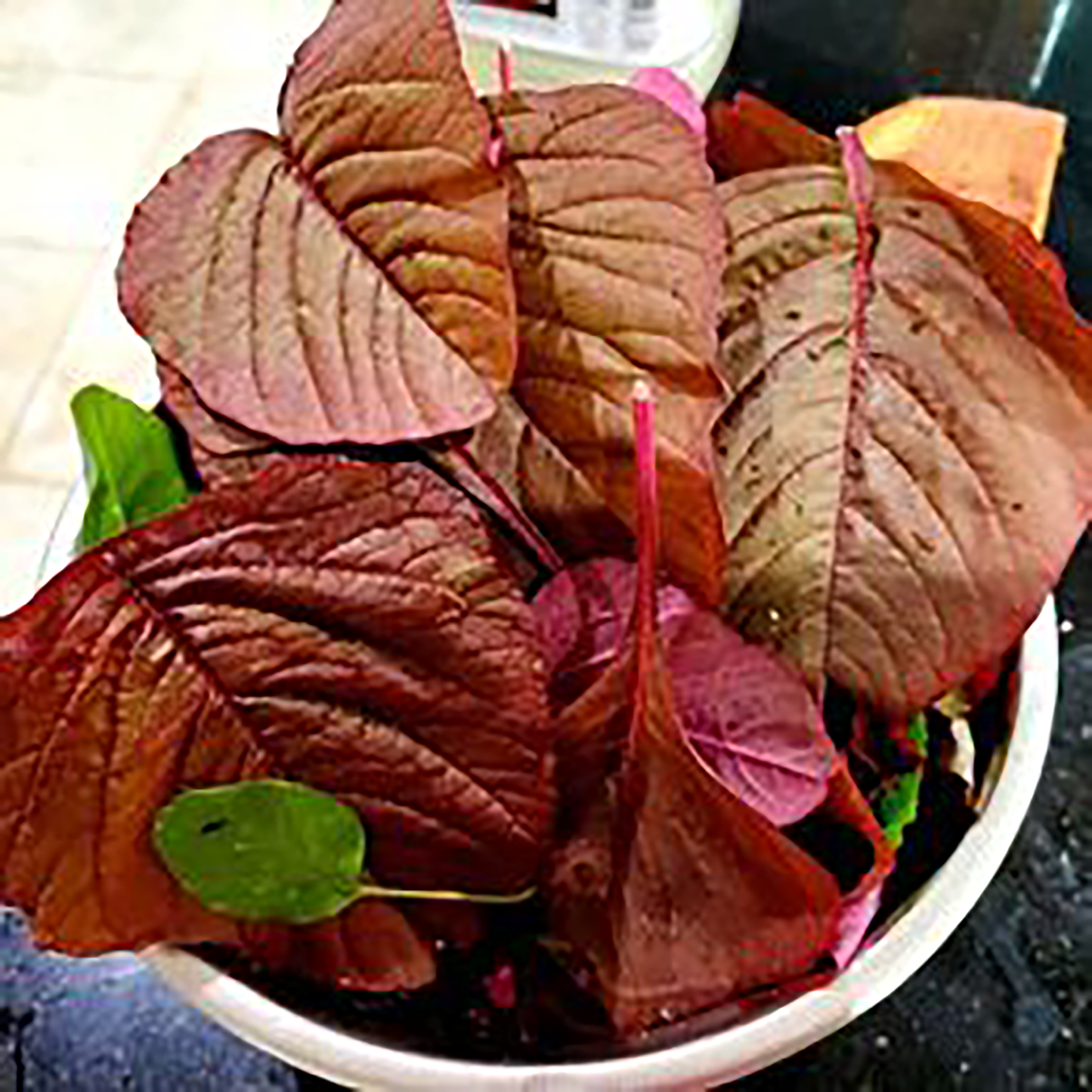 100 SEEDS- Red Amaranth Amaranthus viridus