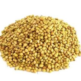 Cilantro Seeds- Leisure Cilantro - 100 seeds Coriander