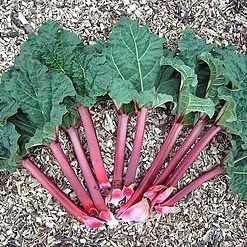 Rhubarb 'Victoria' – 30 Seeds