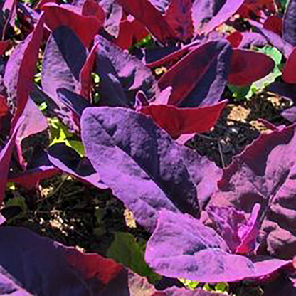 Orach 'Purple Passion' Spinach – 100 Seeds