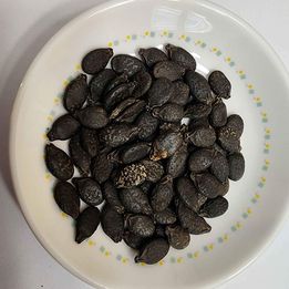 Ridge Gourd 'Bonanza' (Luffa acutangula) – 20 Seeds