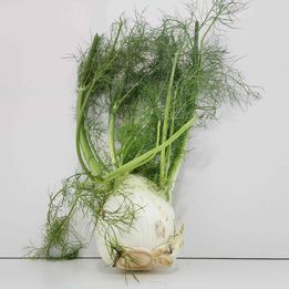 Fennel 'Florence' – 100 Seeds