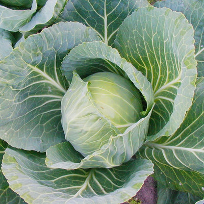 Cabbage Variety Pack – 4 Varieties (Individually Packed)