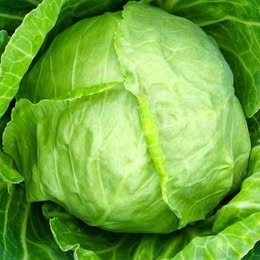 Cabbage Variety Pack – 4 Varieties (Individually Packed)