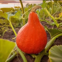 Red Kuri Squash Seeds (Organic) 10 seeds