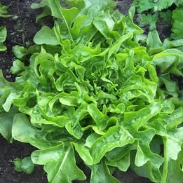 Lettuce Leaf- Sandy AAS 100 seeds