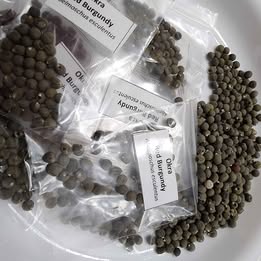 Okra 'Red Burgundy' – 30 Seeds