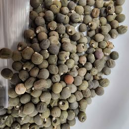 Okra 'Alabama Red' – 30 Seeds