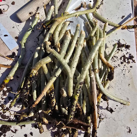 Giloy Cuttings  4-6"- 4 pack