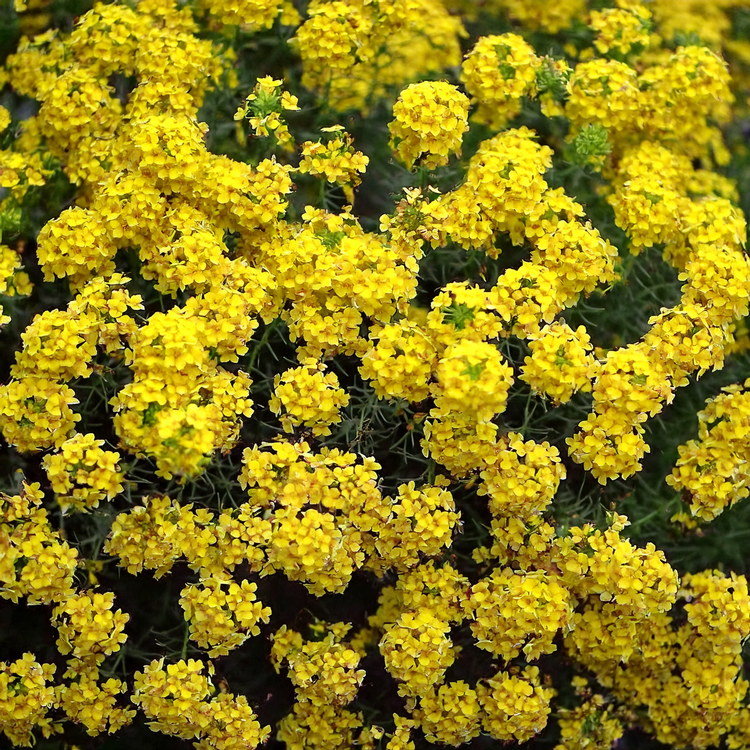Alyssum Seeds - Mountain of Gold- 200 seeds