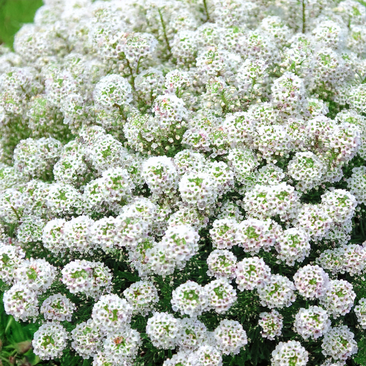 Alyssum ‘White’ (Organic) – Sweet-Scented Carpet Blooms- 500 seeds