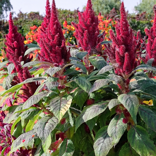 Elephant Head Amaranth -  Organic - 100 seeds