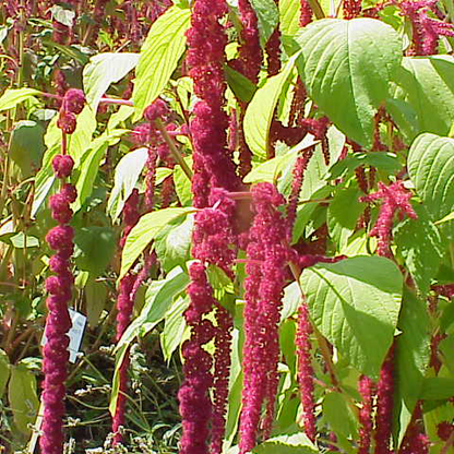 Amaranth 'Love Lies Bleeding' – 100 Seeds