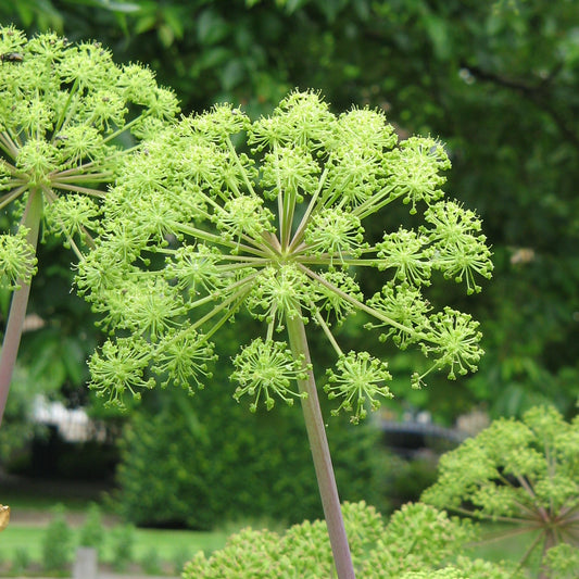 Angelica Seeds- 100 seeds
