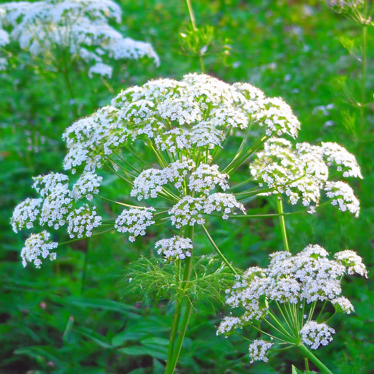 Anise Seeds - 100 seeds