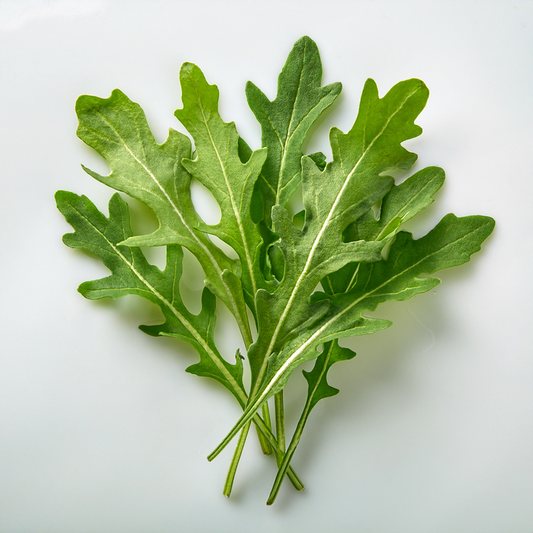 Organic Arugula  (Slow Bolt) 100 Seeds- Eruca versicaria