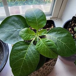 Ashwagandha 30 seeds