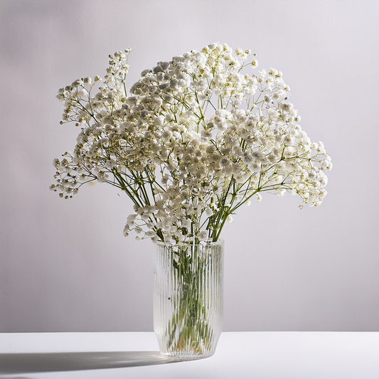 Baby's Breath Flower- 500 Seeds