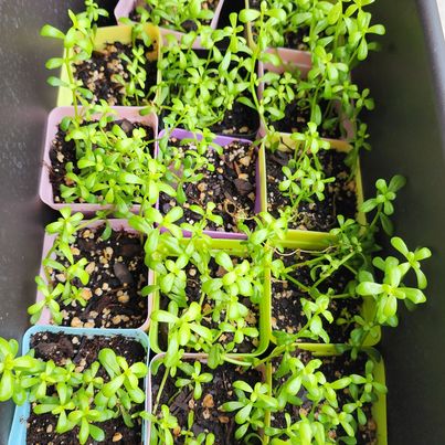 Bacopa monnieri-Multiple Live Brahmi Plants in 3 inch pot Water hyssop