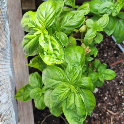 Organic Basil 'Genovese' – 100 Seeds