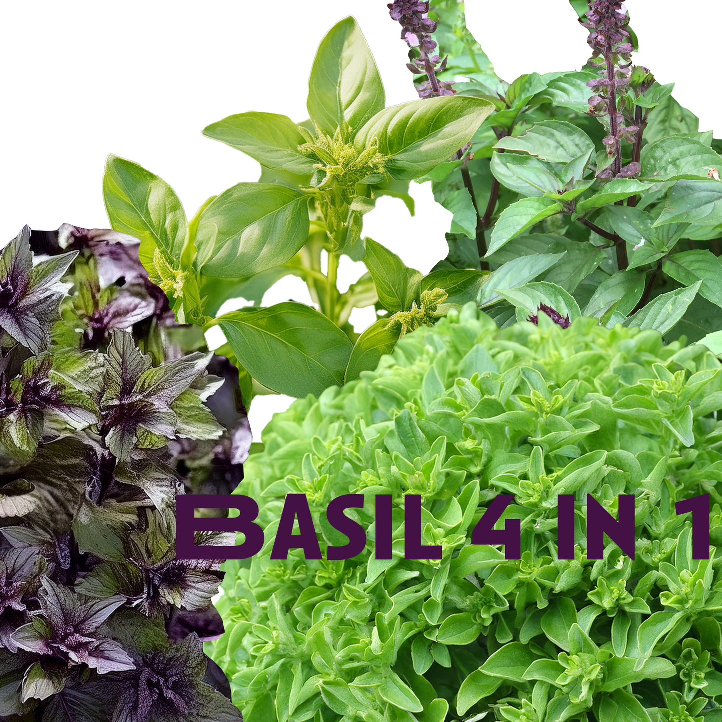 Basil Seed Mix - 4 in 1- 100 Seeds of each Lemon, Cinnamon, Corsican, and Spicy Globe
