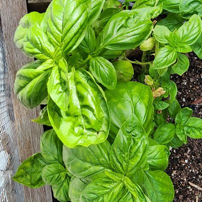 Organic Basil 'Genovese' – 100 Seeds