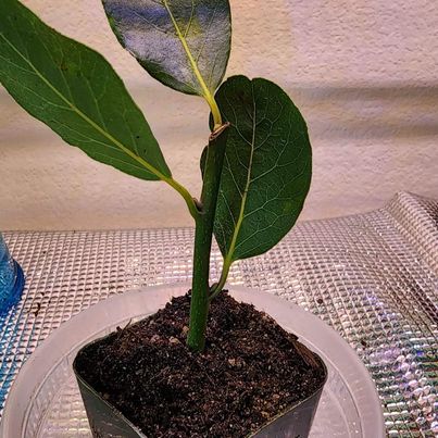 Bayleaf Plant - Laurus nobilis