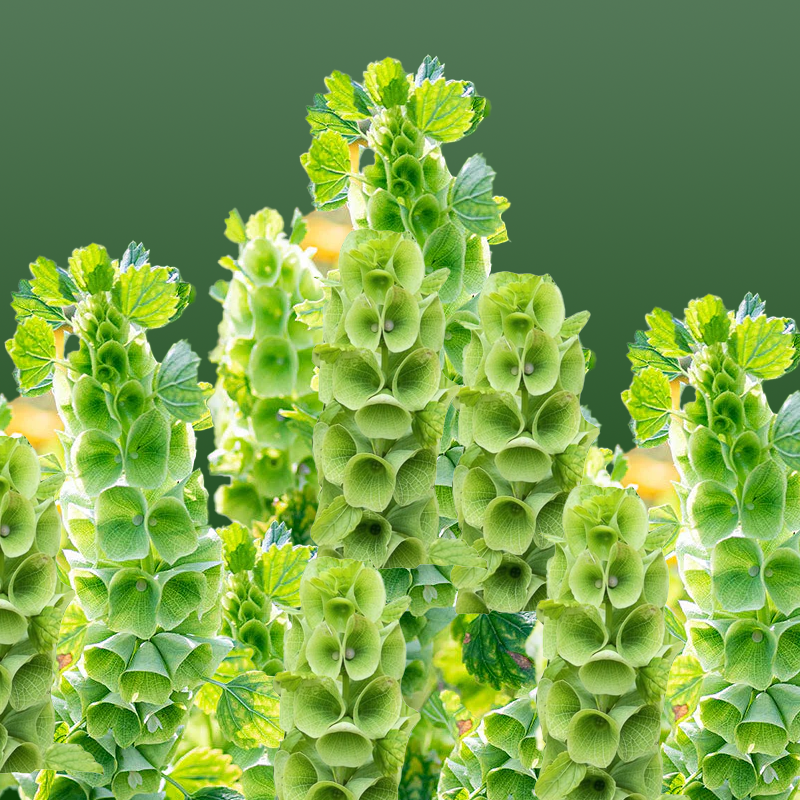 flower seeds ireland Bells of Ireland Flower- 100 seeds