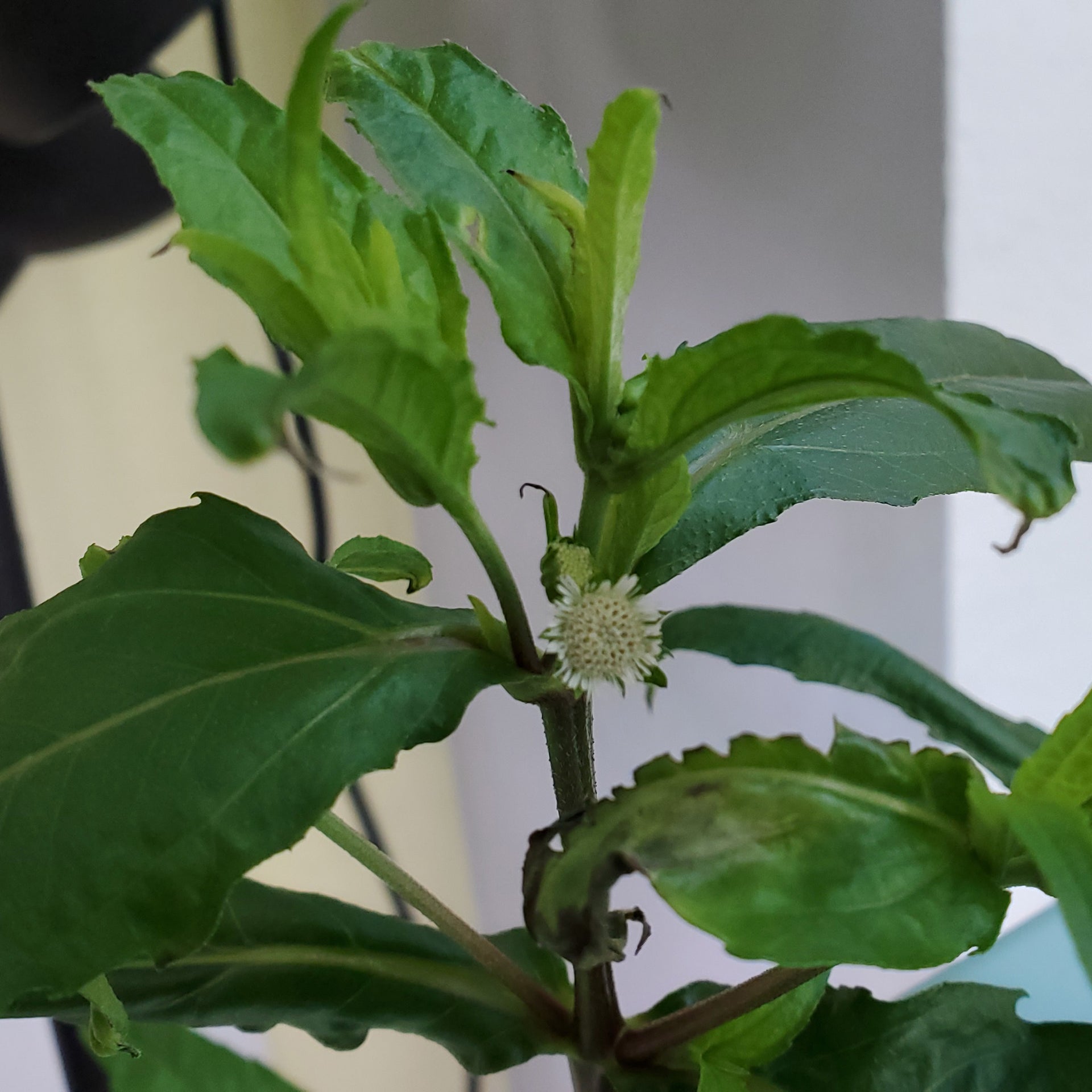 bhringraj seeds for planting 30 SEEDS of Bhringraj/ Eclipta Alba