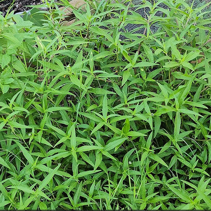 Bhringraj (Eclipta alba) – 30 Seeds