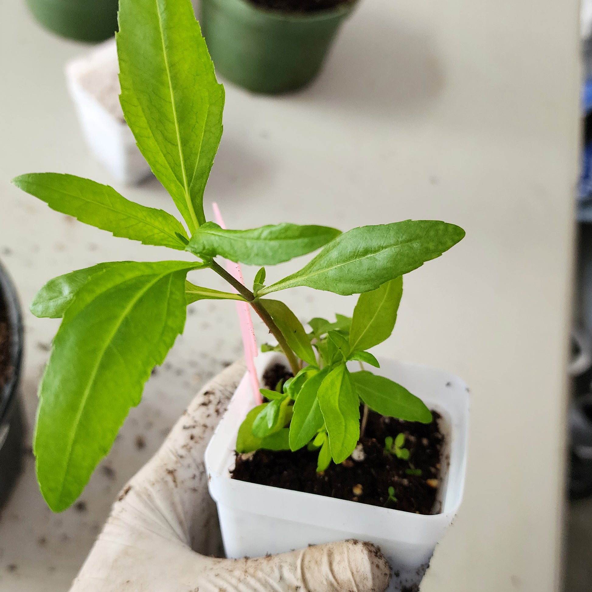 bhringraj plant seeds online 30 SEEDS of Bhringraj/ Eclipta Alba
