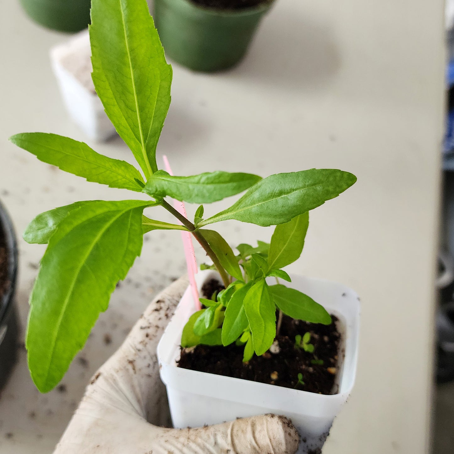 30 SEEDS of Bhringraj/ Eclipta Alba