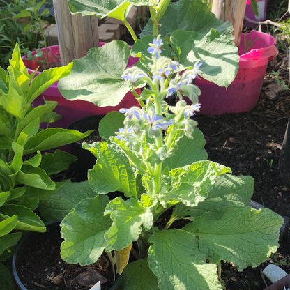 Borage Herb – 30 Seeds