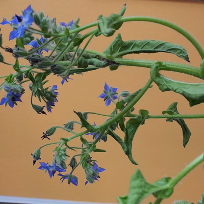 Borage Herb – 30 Seeds