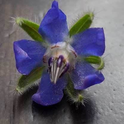 Borage Herb – 30 Seeds
