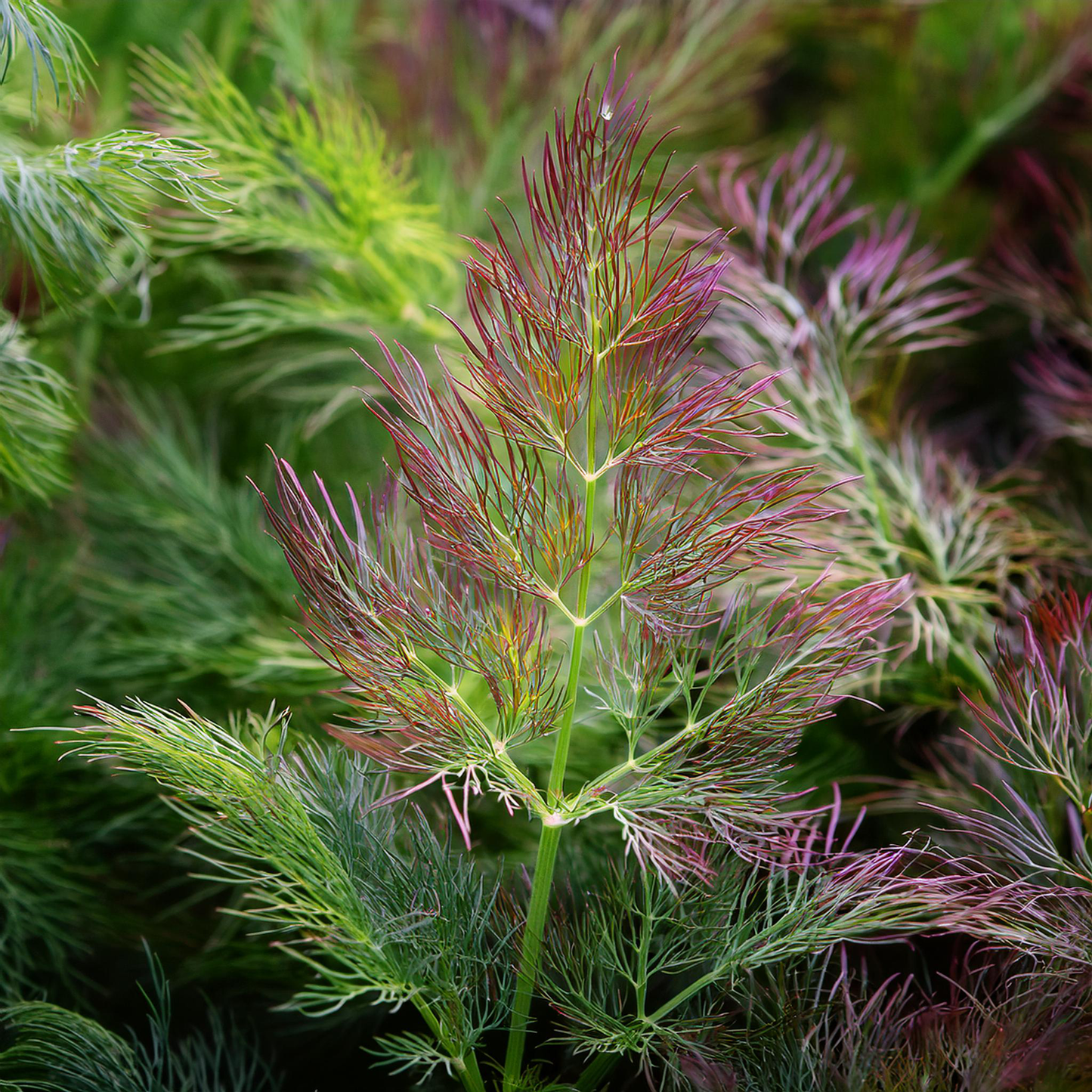 Bronze Fennel Seeds | Non-GMO | Heirloom - 100 seeds